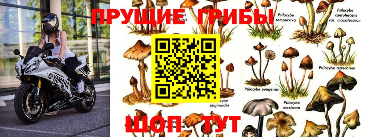 Красноуфимск  Псилоцибиновые грибы мицелий  Вход с VPN 